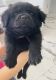 Pug Puppies for sale in Queen Creek, AZ 85140, USA. price: $150