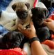 Pug Puppies for sale in Spokane Valley, WA, USA. price: $1,200