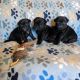 Pug Puppies for sale in Waldron, AR 72958, USA. price: $900