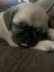 Pug Puppies for sale in Ogden, UT, USA. price: NA