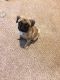 Pug Puppies for sale in Milner, GA, USA. price: $700