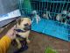 Pug Puppies for sale in Inder Puri, New Delhi, Delhi, India. price: 8000 INR