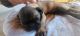 Pug Puppies for sale in Nogales, AZ 85621, USA. price: $350