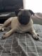 Pug Puppies for sale in Conroe, TX, USA. price: $400