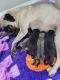 Pug Puppies for sale in New Orleans, LA, USA. price: $500