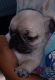 Pug Puppies for sale in Provo, UT 84601, USA. price: $1,000
