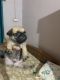 Pug Puppies for sale in Ranchi, Jharkhand, India. price: 14000 INR