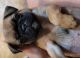 Pug Puppies for sale in Fort Smith, AR, USA. price: NA
