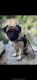 Pug Puppies for sale in 151 Ashburnham Rd, New Ipswich, NH 03071, USA. price: NA