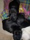 Pug Puppies for sale in Marion, OH 43302, USA. price: $500