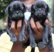 Pug Puppies for sale in Adambakkam, Chennai, Tamil Nadu, India. price: 12000 INR
