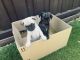Pug Puppies for sale in Frisco, TX, USA. price: NA
