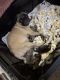 Pug Puppies for sale in Iowa Falls, IA 50126, USA. price: $800