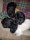 Pug Puppies for sale in Marion, OH 43302, USA. price: $50,000