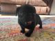 Pug Puppies for sale in Kansas City, MO, USA. price: NA