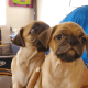 Pug Puppies for sale in Hesperia, CA 92345, USA. price: NA