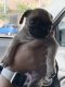 Pug Puppies for sale in Fresno, CA, USA. price: $400