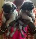 Pug Puppies for sale in Mogappair East, Chennai, Tamil Nadu, India. price: 10000 INR