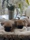 Pug Puppies for sale in Bell Canyon, CA 91307, USA. price: $800