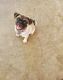 Pug Puppies for sale in Penrose, CO 81240, USA. price: NA
