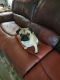 Pug Puppies for sale in 6020 Altomonte Dr, Fort Worth, TX 76132, USA. price: NA