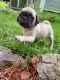 Pug Puppies for sale in Helena, AL 35080, USA. price: $1,500