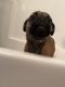 Pug Puppies for sale in Colton, CA, USA. price: NA