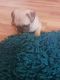 Pug Puppies for sale in Lancaster, CA, USA. price: $600