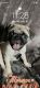 Pug Puppies for sale in Mansfield, TX, USA. price: NA