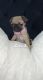 Pug Puppies for sale in Riverside, CA 92509, USA. price: $600