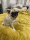 Pug Puppies for sale in Miami Springs, FL, USA. price: NA