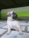 Pug Puppies for sale in Meerut, Uttar Pradesh, India. price: 9,000 INR