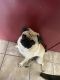 Pug Puppies for sale in Las Vegas, NV, USA. price: $800