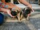Pug Puppies for sale in Weaverville, NC 28787, USA. price: NA