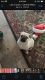 Pug Puppies for sale in Las Cruces, NM, USA. price: $350