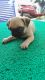 Pug Puppies for sale in Pozhiyoor Rd, South Kollamcode, Pozhiyoor, Kerala, India. price: 12000 INR