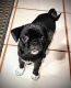 Pug Puppies for sale in Taylorsville, NC 28681, USA. price: NA