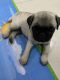 Pug Puppies for sale in Springfields Tower-3, Springfields, Ambalipura, Haralur, Karnataka 560103, India. price: 15000 INR
