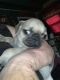 Pug Puppies for sale in Mt Ayr, IN, USA. price: $1,100