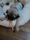 Pug Puppies for sale in Atwater, CA 95301, USA. price: $1,200