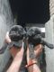 Pug Puppies for sale in Roorkee Cantonment, Roorkee, Uttarakhand 247667, India. price: 16000 INR