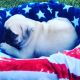 Pug Puppies for sale in Sand Springs, OK 74063, USA. price: $1,300