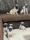 Pug Puppies for sale in Badlapur, Maharashtra, India. price: 8000 INR