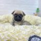 Pug Puppies for sale in New York New York Casino, Las Vegas, NV 89109, USA. price: NA