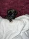 Pug Puppies for sale in Olean, NY 14760, USA. price: $900