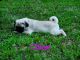 Pug Puppies for sale in Weyauwega, WI 54983, USA. price: NA