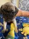 Pug Puppies for sale in Hickory, NC, USA. price: NA
