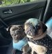 Pug Puppies for sale in Houston, TX, USA. price: $1,200