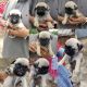 Pug Puppies for sale in Krishnagiri, Tamil Nadu 635001, India. price: NA
