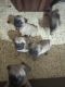 Pug Puppies for sale in Pune Cantonment, Pune, Maharashtra, India. price: 12000 INR